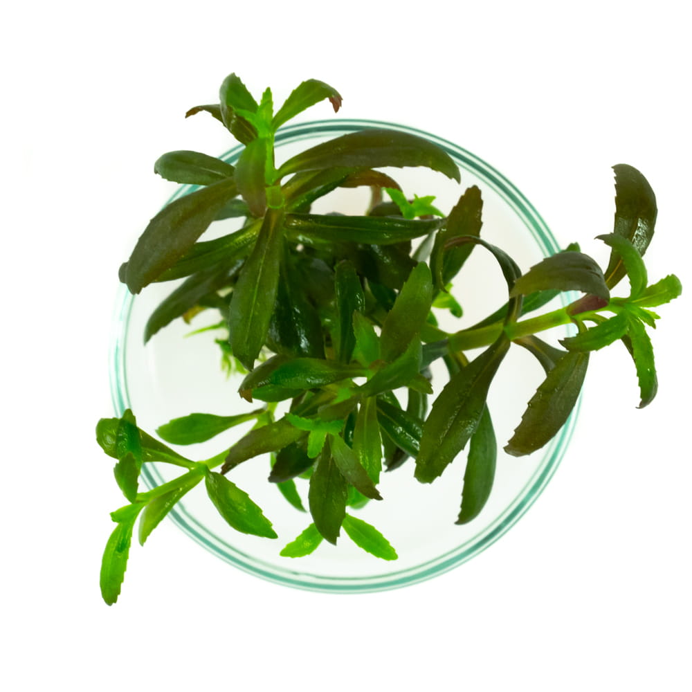 Limnophila Aromatica 4 sadzonki in vitro